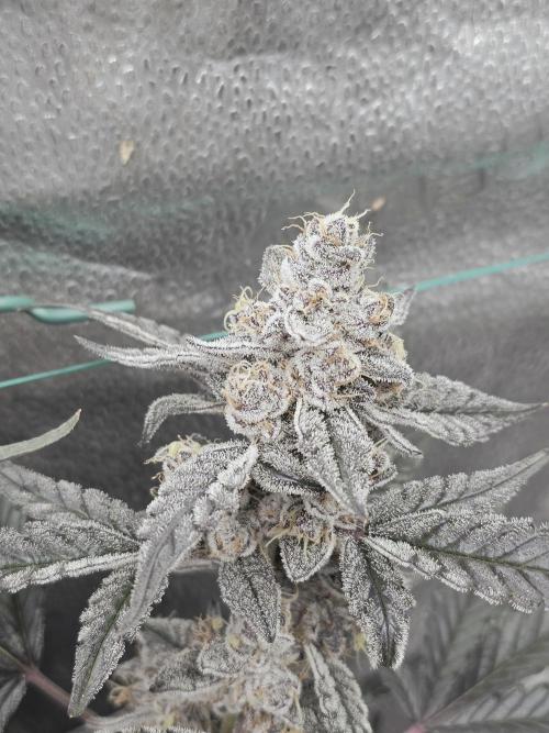 Birthday Cake Oreoz. Week 11