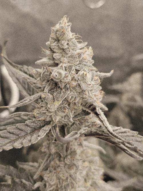 Birthday Cake Oreoz. Week 11