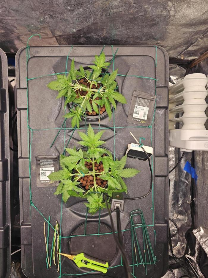 Fast Buds For New Eve :). Week 3