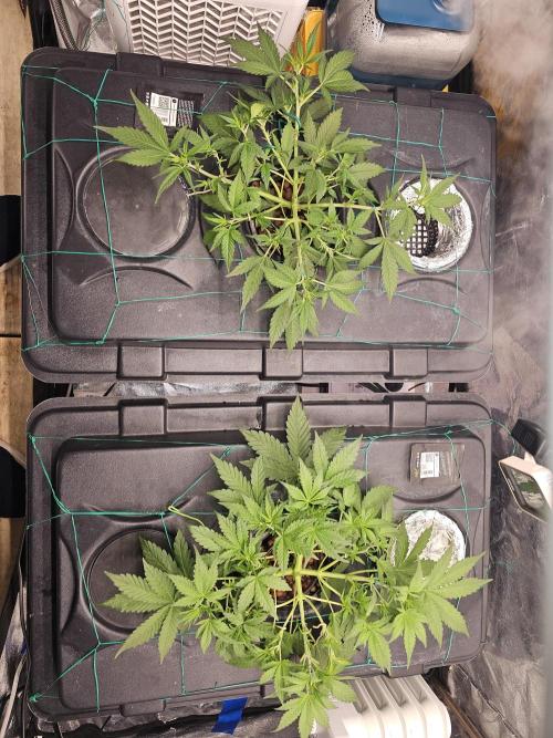 Fast Buds For New Eve :). Week 5