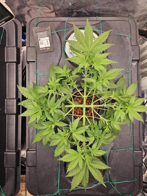 Fast Buds For New Eve :). Week 5