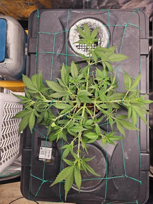 Fast Buds For New Eve :). Week 5