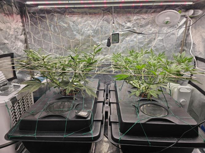 Fast Buds For New Eve :). Week 6