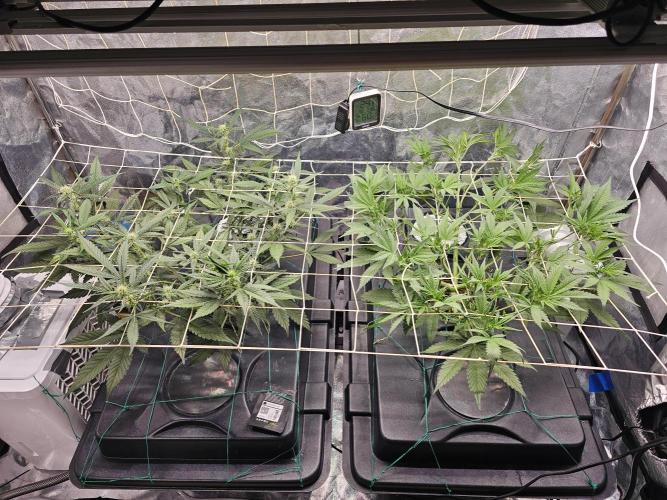 Fast Buds For New Eve :). Week 6