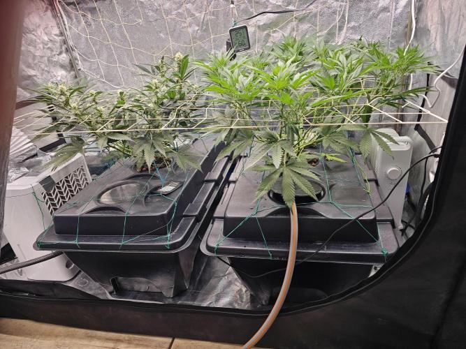 Fast Buds For New Eve :). Week 7