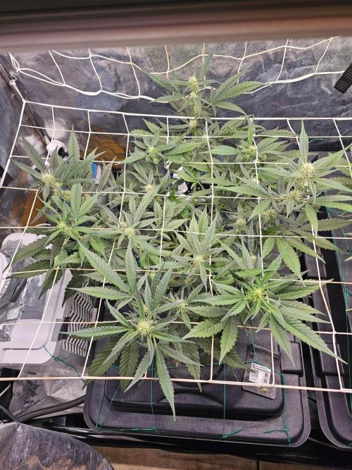 Fast Buds For New Eve :). Week 7