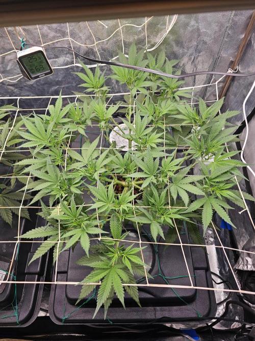 Fast Buds For New Eve :). Week 7