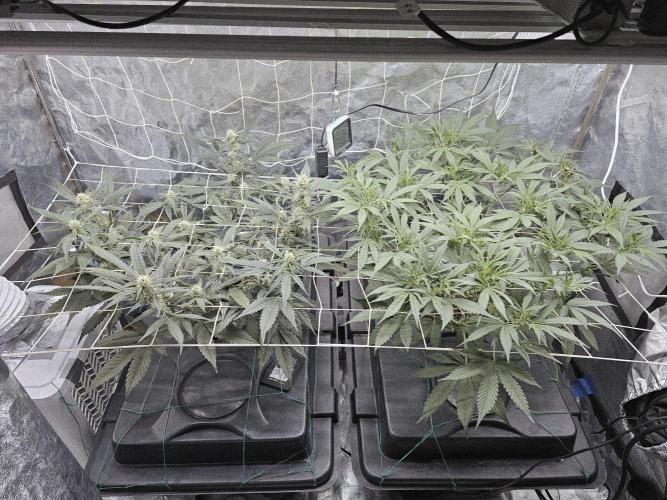 Fast Buds For New Eve :). Week 7 - Day 53