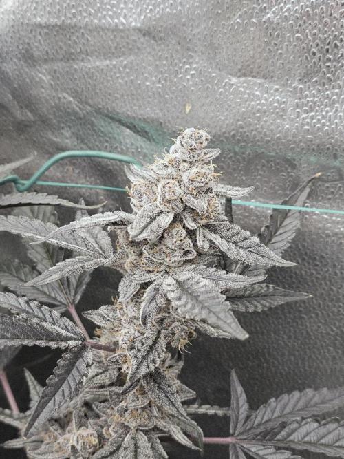 Birthday Cake Oreoz. Week 12