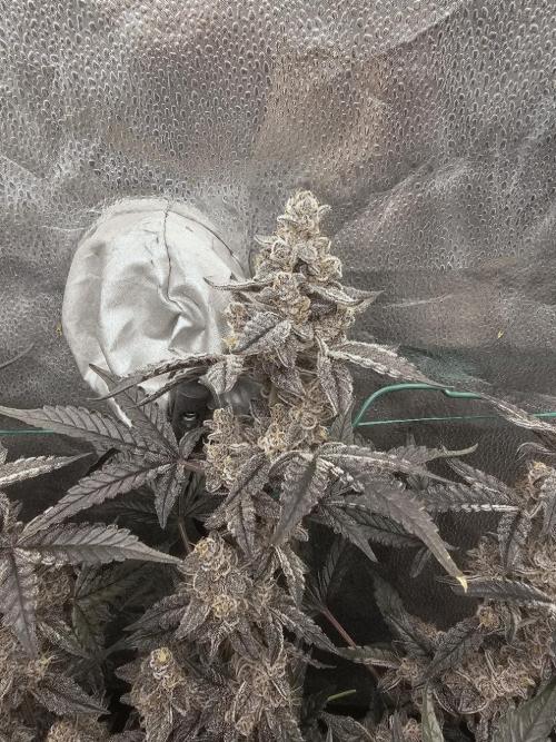 Birthday Cake Oreoz. Week 12