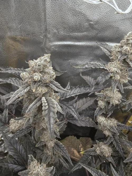 Birthday Cake Oreoz. Week 12