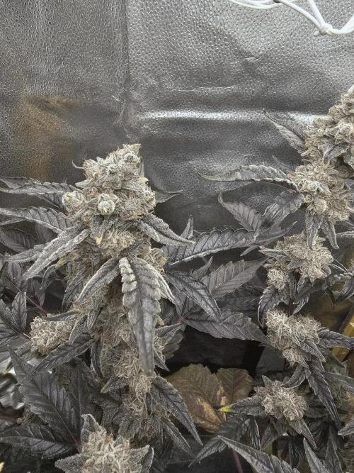 Birthday Cake Oreoz. Week 12