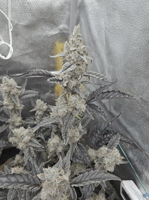 Birthday Cake Oreoz. Week 12