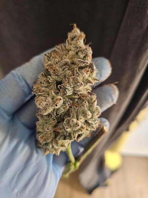 Birthday Cake Oreoz. Week 14