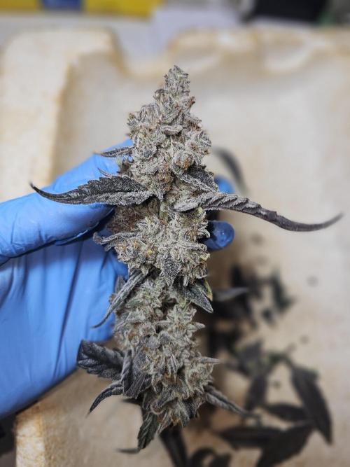 Birthday Cake Oreoz. Week 14