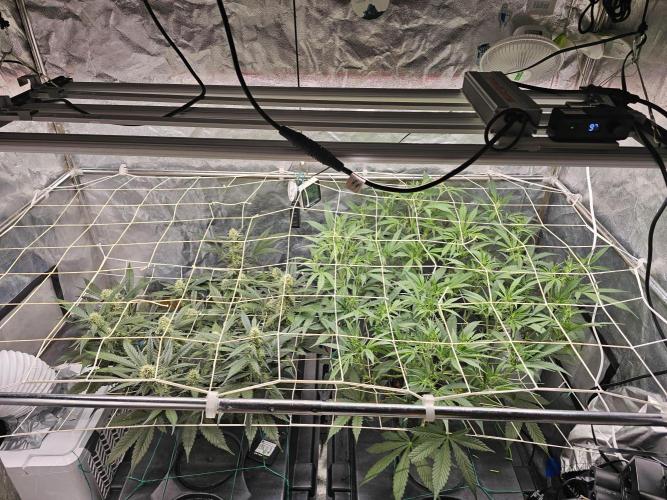 Fast Buds For New Eve :). Week 8