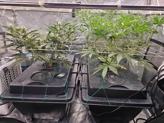 Fast Buds For New Eve :). Week 8