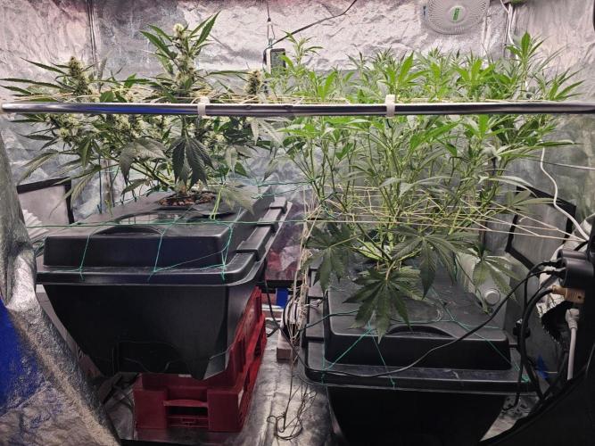 Fast Buds For New Eve :). Week 9