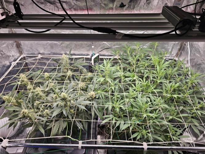 Fast Buds For New Eve :). Week 9