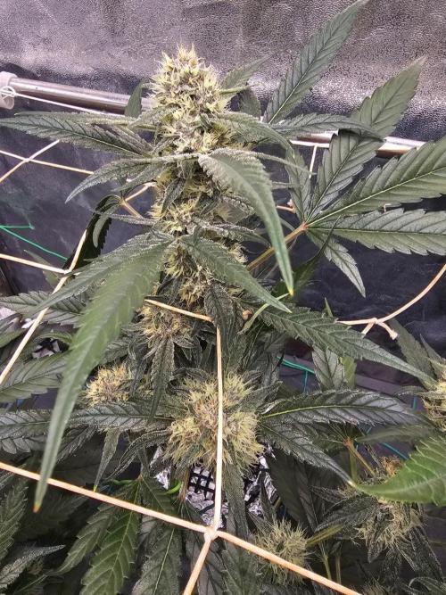 Fast Buds For New Eve :). Week 9