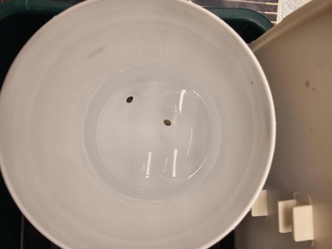 Mephisto's Gelauto #33. Week 0