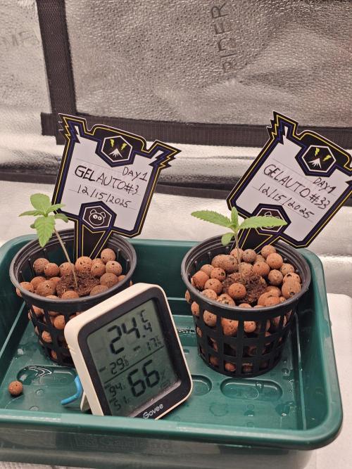 Mephisto's Gelauto #33. Week 0