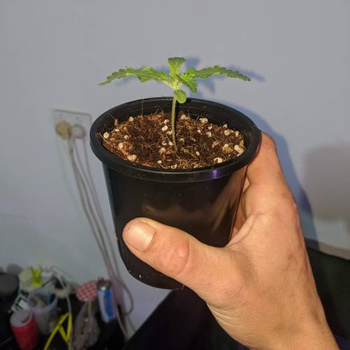 Gilz . Week 2 - Day 9
