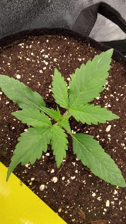 Orange Apricot Glue