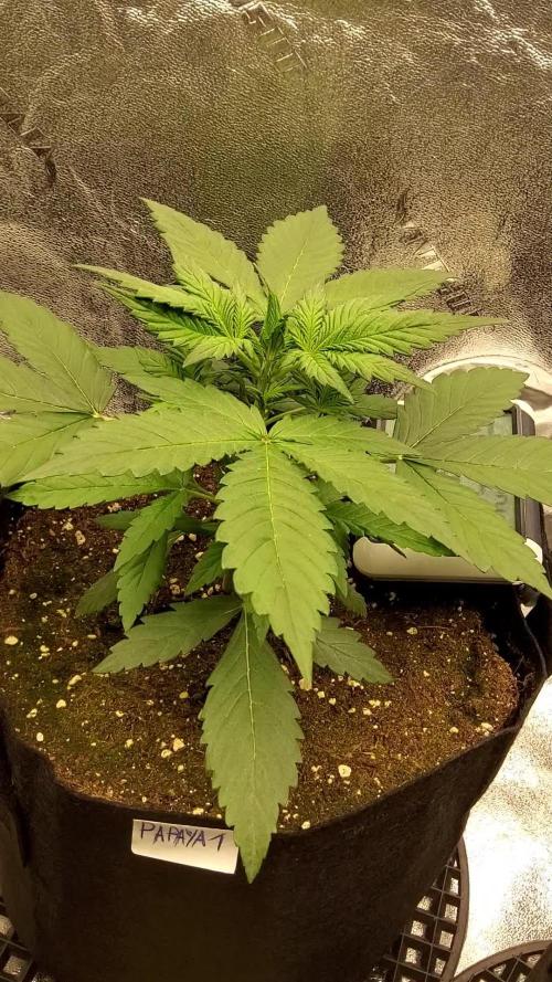 Papaya Zoap Auto