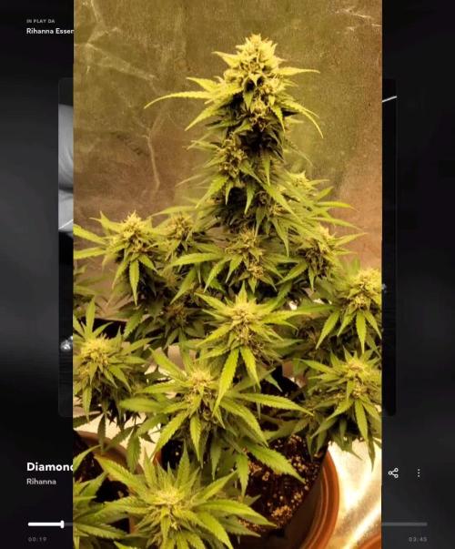 Papaya Zoap Auto