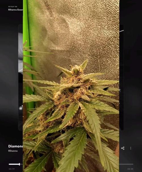 Orange Apricot Glue