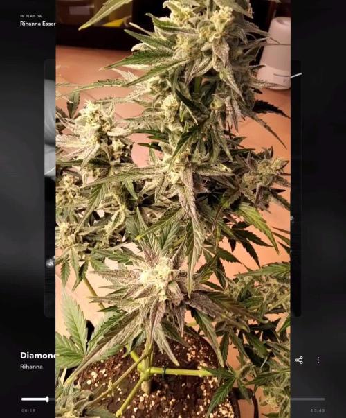 Jack 47 XL