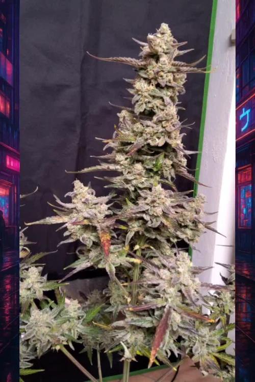 Jack 47 XL