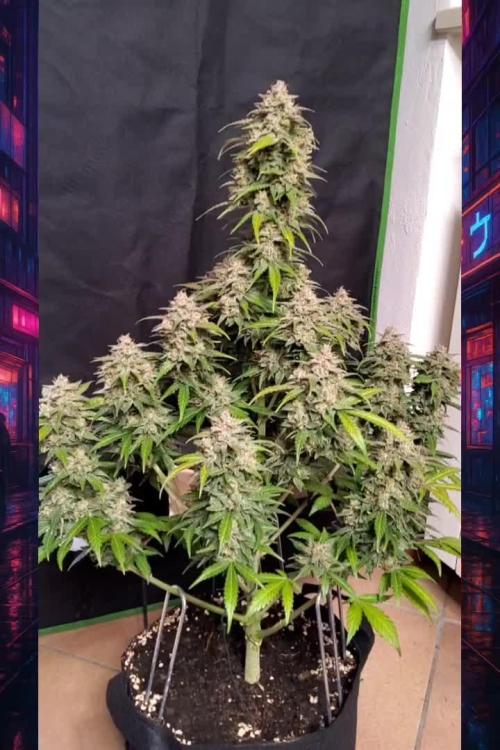 Papaya Zoap Auto