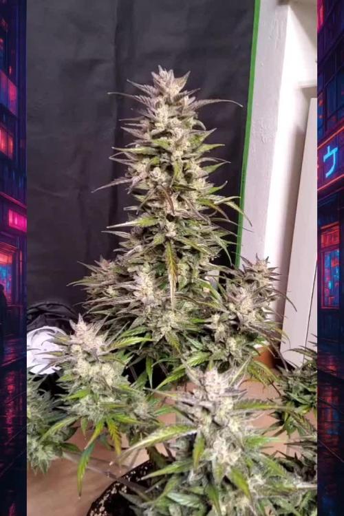 Papaya Zoap Auto