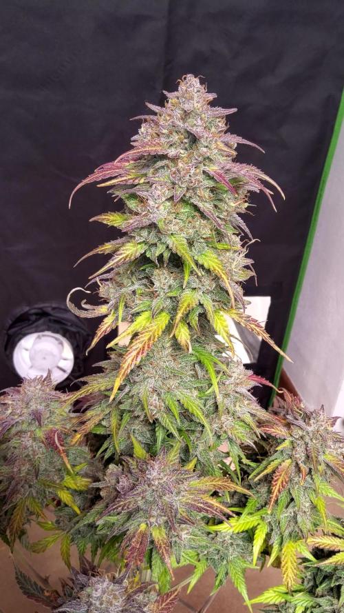 Papaya Zoap Auto