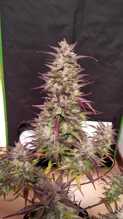 Papaya Zoap Auto
