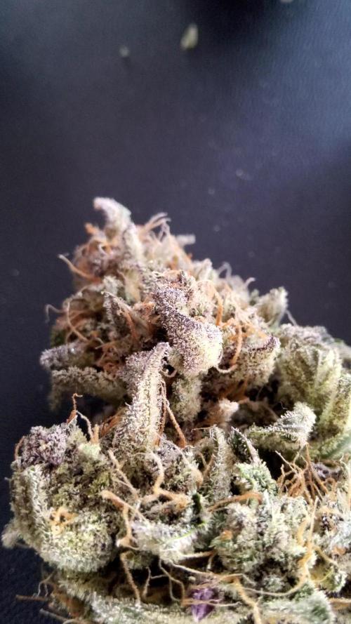 Orange Apricot Glue
