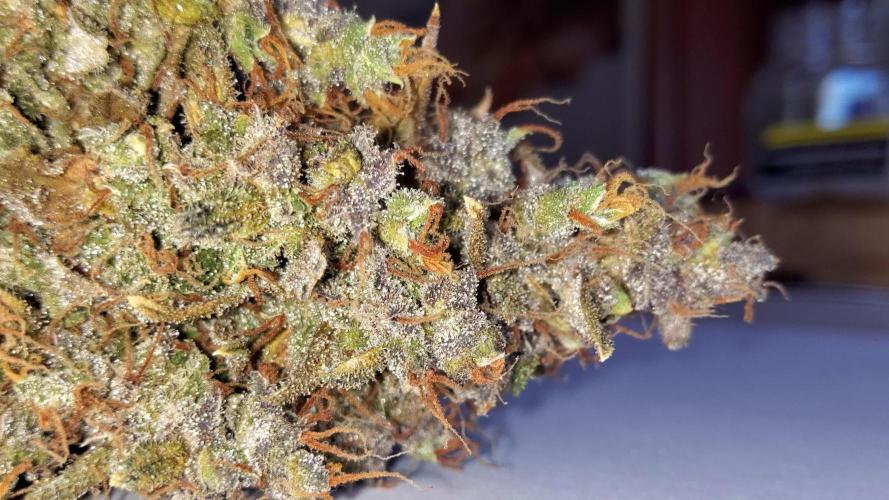 Gorilla Cookies