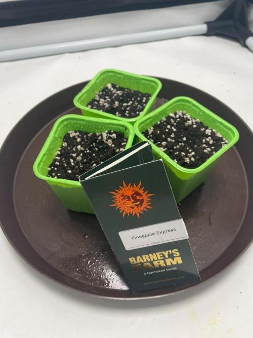 Pineapple 🍍. Week 0