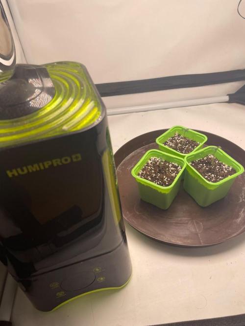 Pineapple 🍍. Week 1