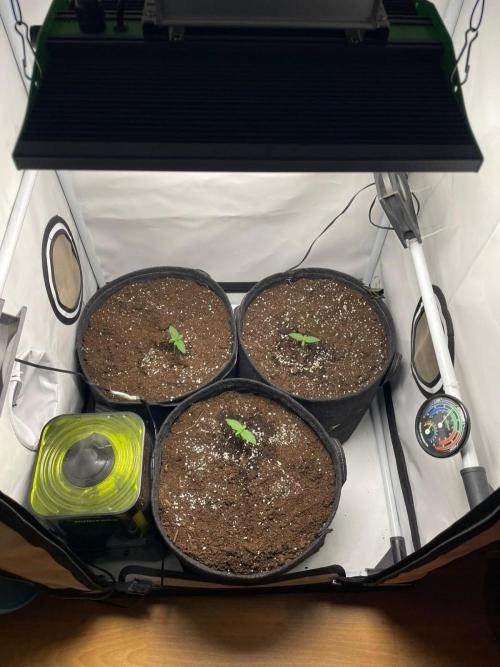 Pineapple 🍍. Week 1 - 9.8
