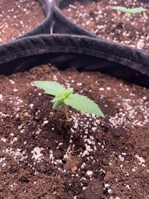 Pineapple 🍍. Week 1 - 9.8.