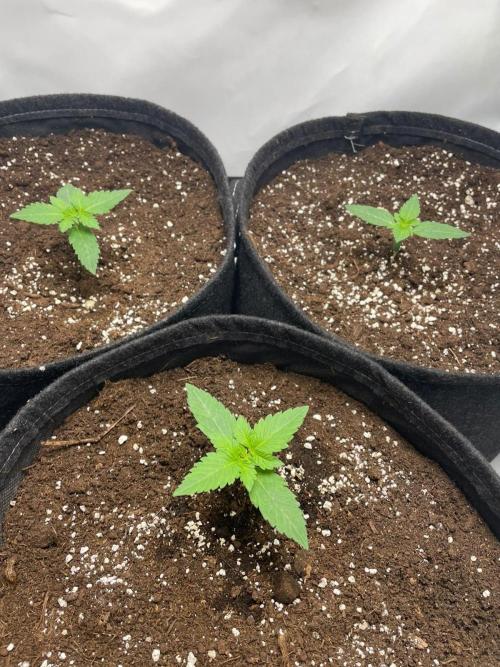 Pineapple 🍍. Week 2 - 12.8.