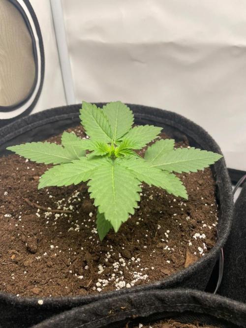 Pineapple 🍍. Week 2 - 17.8.