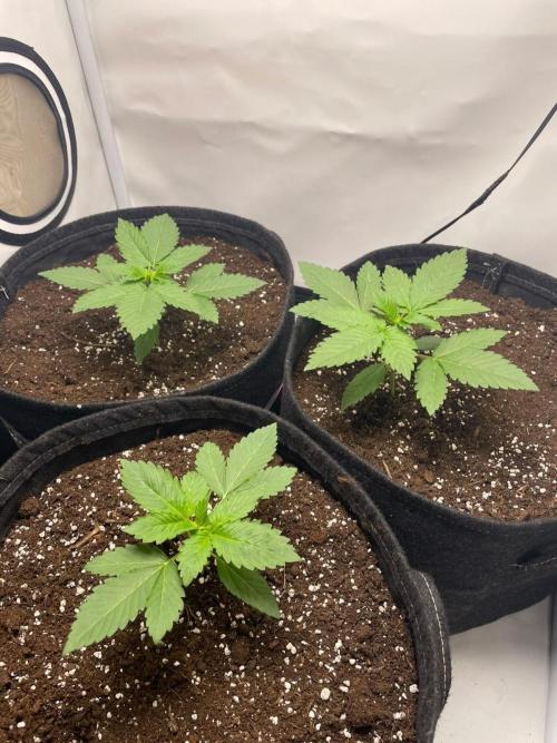 Pineapple 🍍. Week 2 - 17.8.