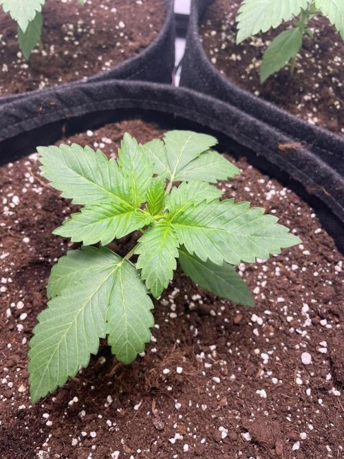 Pineapple 🍍. Week 2