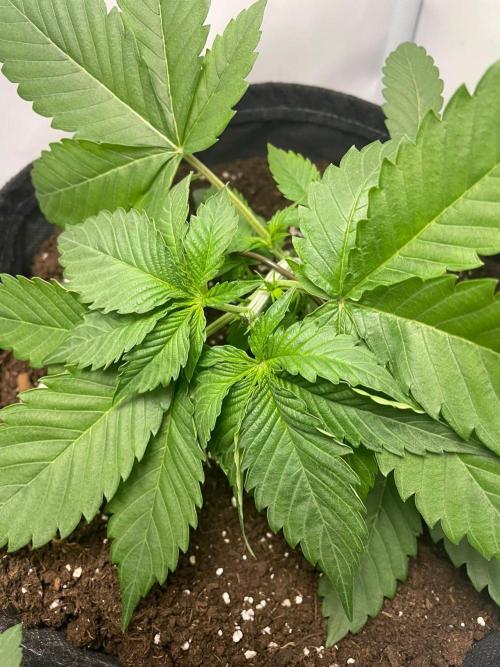 Pineapple 🍍. Week 3 - 21.8.