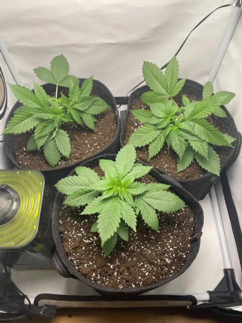Pineapple 🍍. Week 3 - 21.8.