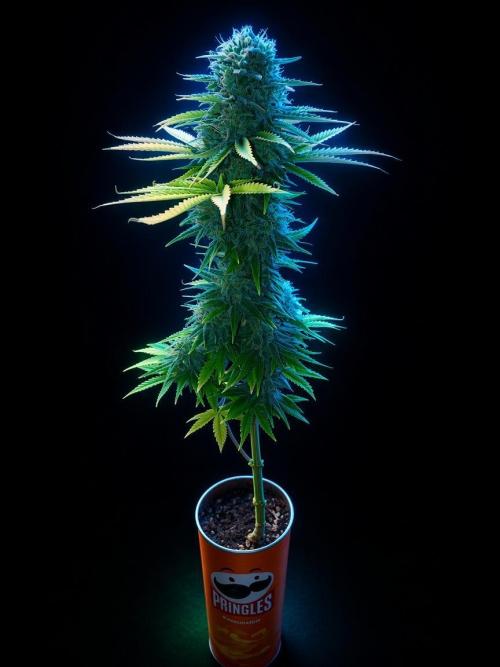 Wappa. Week 12